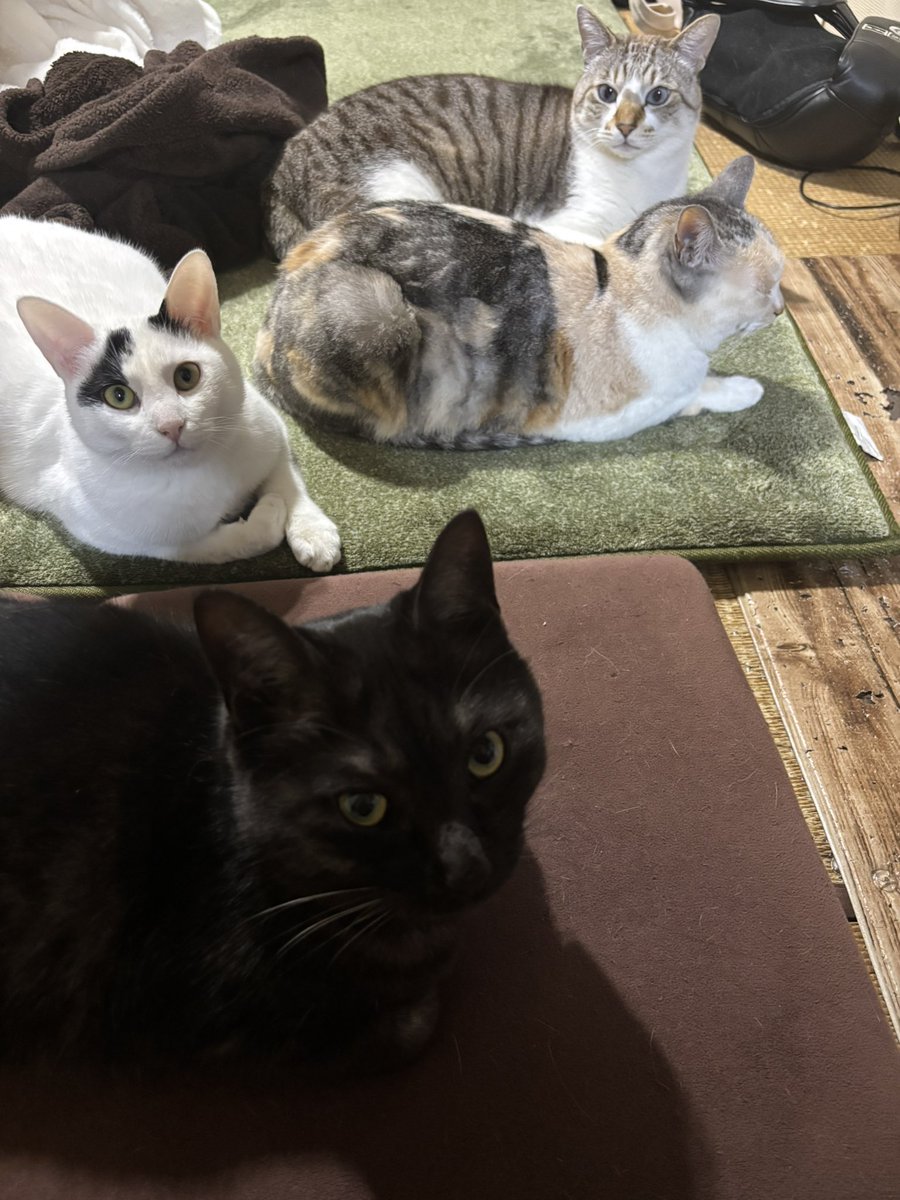 ストーブの前大人気