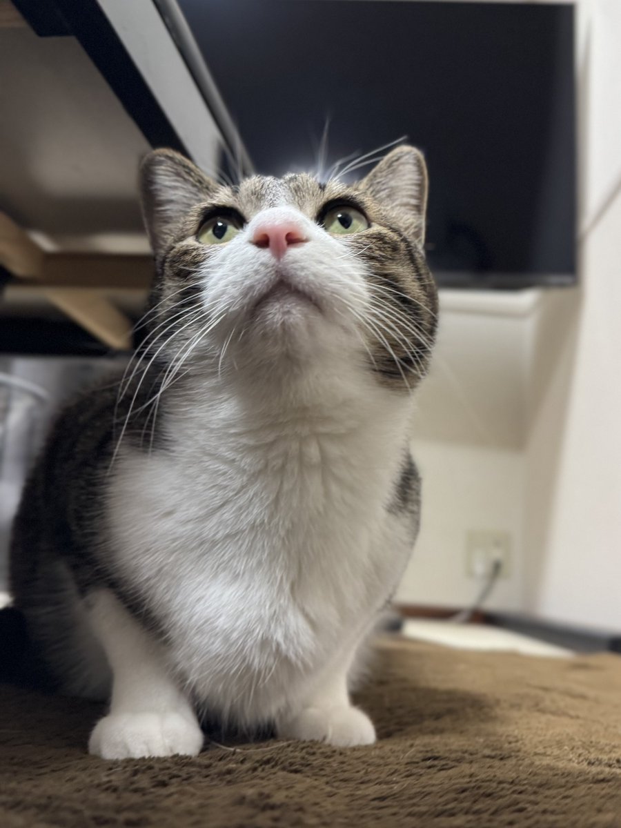 ぎんのねこ (@ginnonekoch) / Posts / X