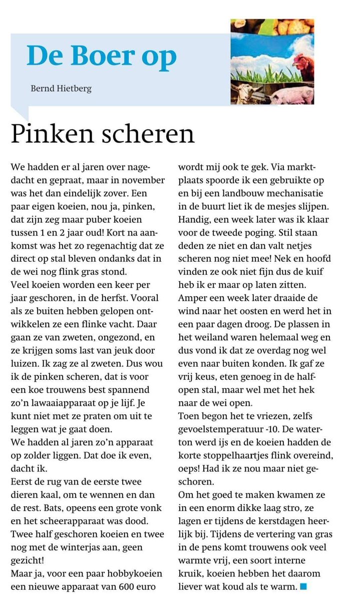 Koeien, winterjas aan of uit? 
#koeien