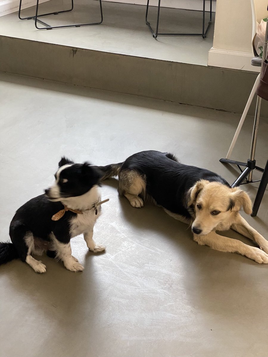 tripplg_'s tweet image. хелоу 
це Тонік, він же Алєг
парніша сам сів до нас в машину і приїхав жити до нас в дім 
кастрований, щеплений і на тижні чіп зробимо 

він дуже шукає собі петперента🏠 

бонусом ідуть вуха як у фенька 
 
РЕПОСТ