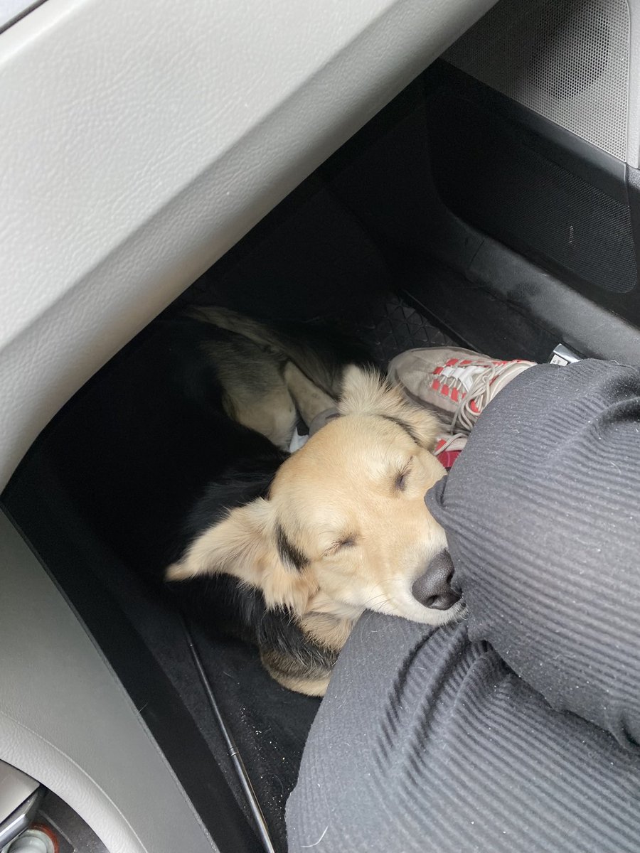 tripplg_'s tweet image. хелоу 
це Тонік, він же Алєг
парніша сам сів до нас в машину і приїхав жити до нас в дім 
кастрований, щеплений і на тижні чіп зробимо 

він дуже шукає собі петперента🏠 

бонусом ідуть вуха як у фенька 
 
РЕПОСТ