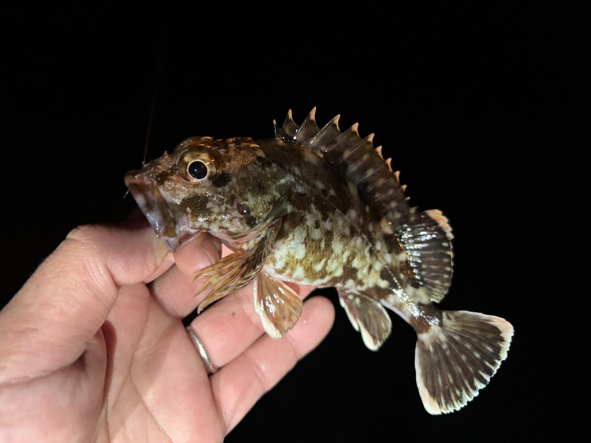 ichimiyan0129's tweet image. 少し遅れましたが、明けましておめでとうございます🎊
先月末から怒涛の7連勤が確定してドタバタな年始ですが、仕事終わりに恒例の初釣りチャレンジしてきました！一投目できましたが、可愛いサイズw
皆様もご多幸な年になりますよーに！