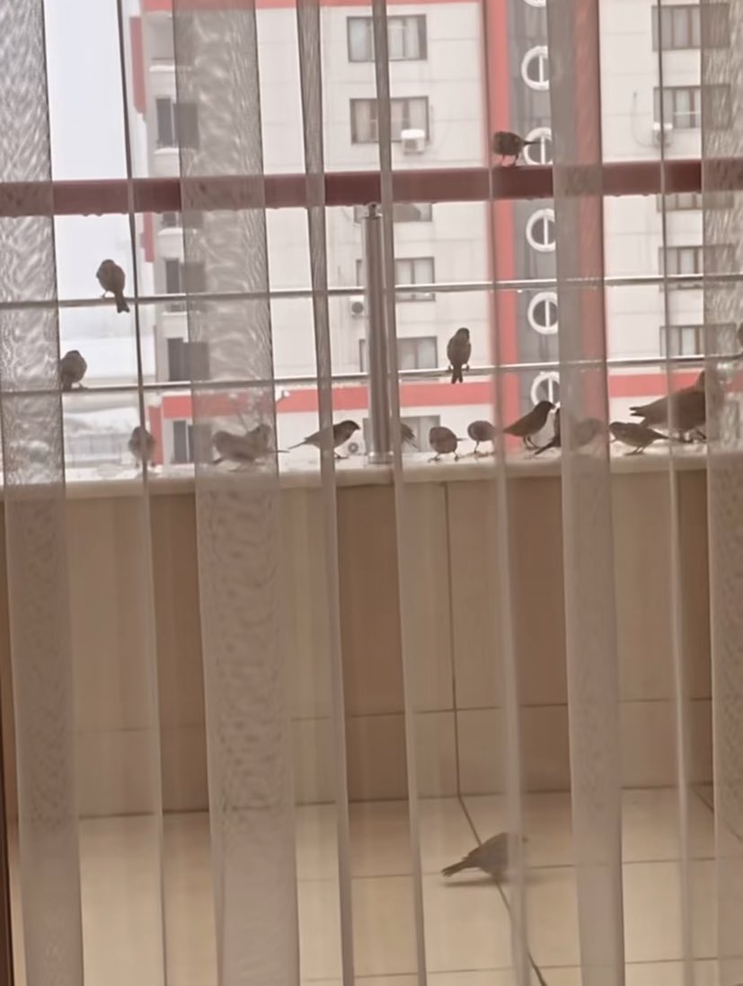 Kuşlar için balkonunuza veya pencere kenarınıza hububat bırakır mısınız