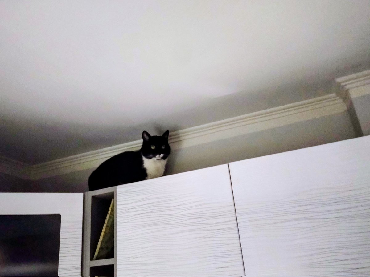 Lilithaen4's tweet image. Nadmek o 0:03 zamienił miejsce bezpieczne na lodówce na szczyt mebli. Neliel miała w dupie fajerwerki. Biegające dzieci były ciekawsze. Weścik sąsiadów, którym się opiekowaliśmy najbardziej to chciał do domu.
#Nadmek #Neliel #Laki #Sylwester2025