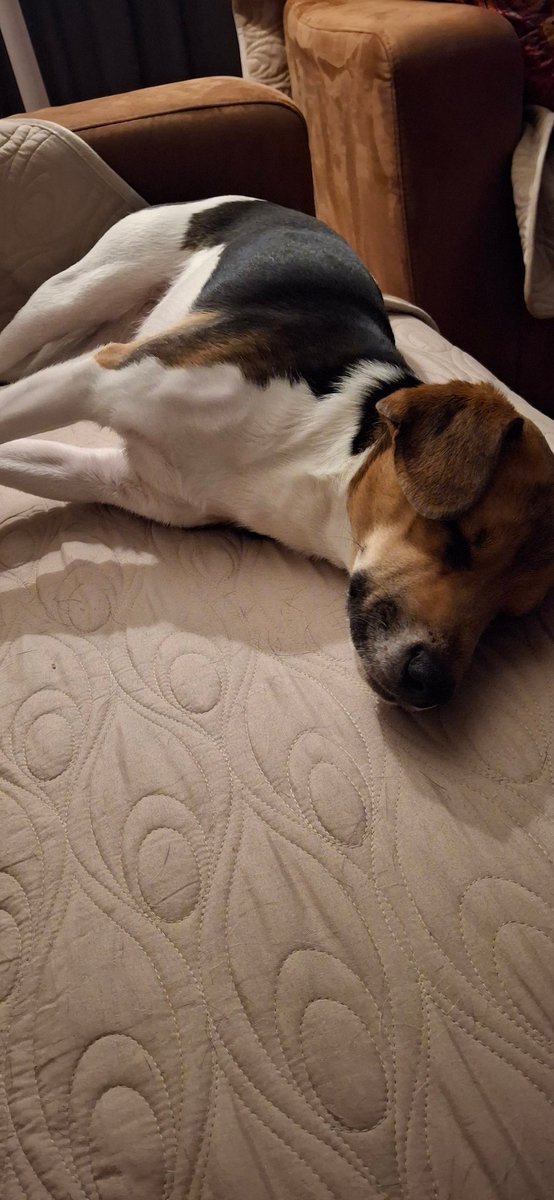 Ze deden het fantastisch. Werden wakker van de NL alert en niet van het vuurwerk. Waren heppiedebeppie 😁🙌. Gelukig hebben ze geen flauw benul vd wereld en zijn lekker in het nu. #puppyspam