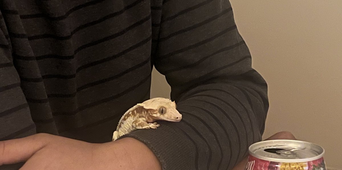 家族で『ラブ上等』みてたら、
　　　　　　　　ヤモリがガン見してて草