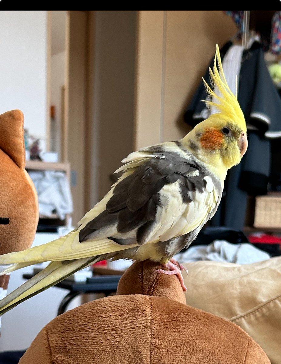 オカメインコ 拡散希望】 オカメインコの迷子情報です 場所：神奈川県 横浜市 旭区