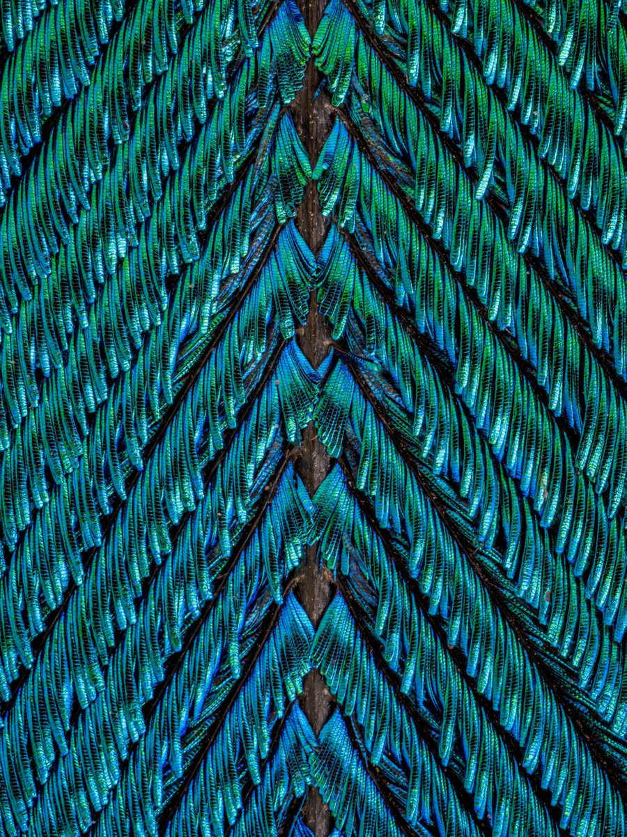 BigBangSciCom's tweet image. Une plume de paon au #microscope, en mode sapin

Crédits : Håkan Kvarnström

#animals #naturelovers #animaux #wildlife #nature #oiseaux #birds #ornithology #ornithologie