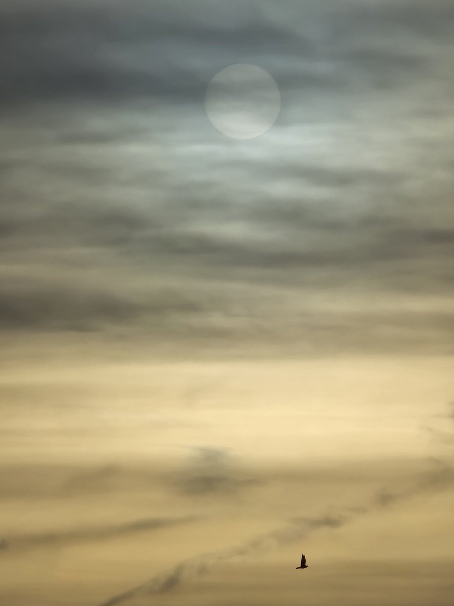 Demo2020cracy's tweet photo. World, how dim does the sun need to get before you care? https://t.co/VqnES4kWqn