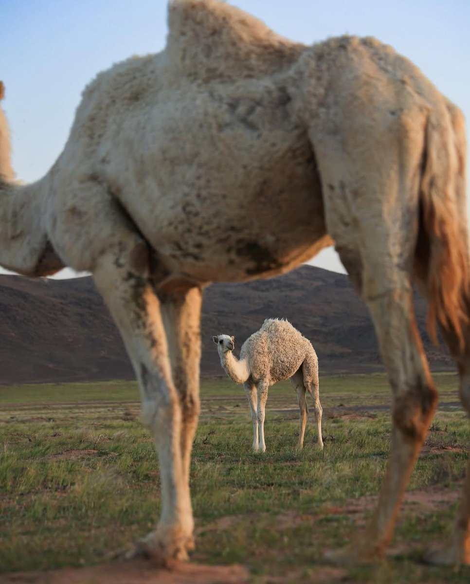 <a href="/Sahraachannel/">قناة الصحراء</a> ريمات 

.
.
.
.
.
.
.
.

ريمات 

.
.
.
.
.
.

ريمات

.
.
.
.
.
.
.

#مجلس_الصياهد  
#منقية_النائلات 

.
.
.
.

يارب فرحة لقلبيييييي 🤍

.
.
.

<a href="/Sahraachannel/">قناة الصحراء</a>