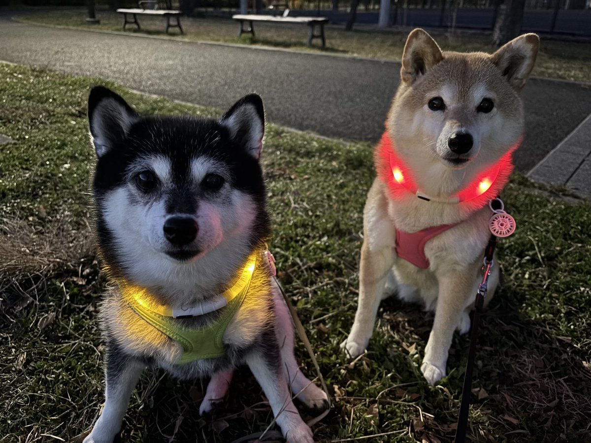 ryou0407's tweet photo. 明けましておめでとうございます。
写真は年末年始の柴犬ゆず＆りょうです。 https://t.co/4qcz720OeU