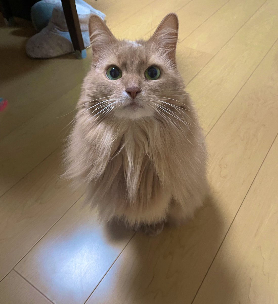 ototo013's tweet photo. 謹賀新年🐾 https://t.co/XpWt5oHegK