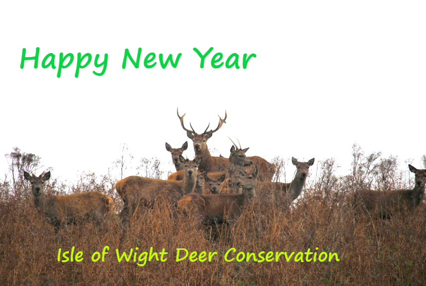 iwdeerconservation (@wightdeer) on Twitter photo 