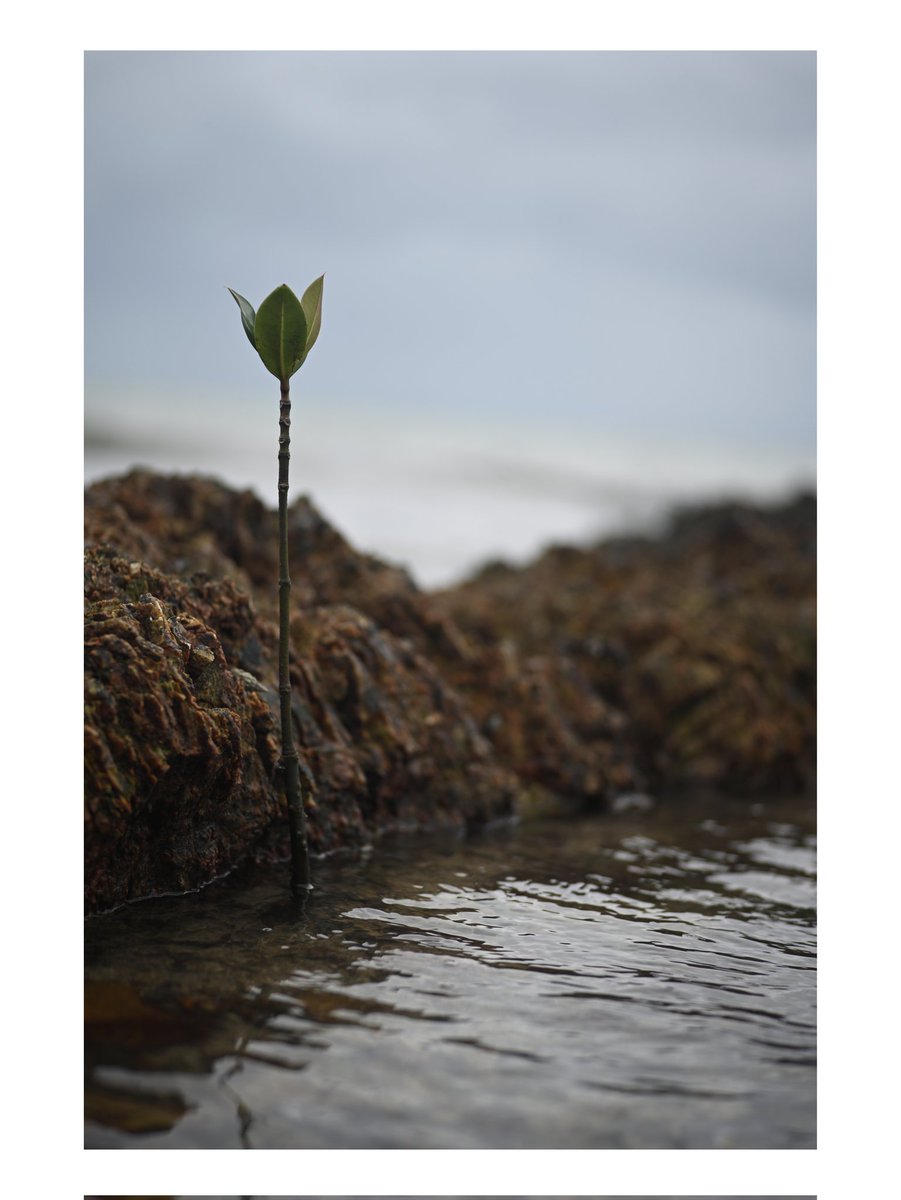 マングローブのこども
(ヤエヤマヒルギかな…？)
Nikon Zf
COLOR-HELIAR 75mm F2.5