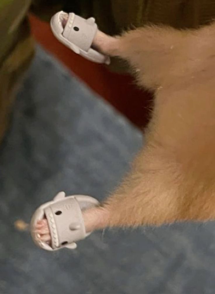 TweetsOfHamster's tweet photo. Ham with little shark slippers 😭 https://t.co/Z993cLSym7