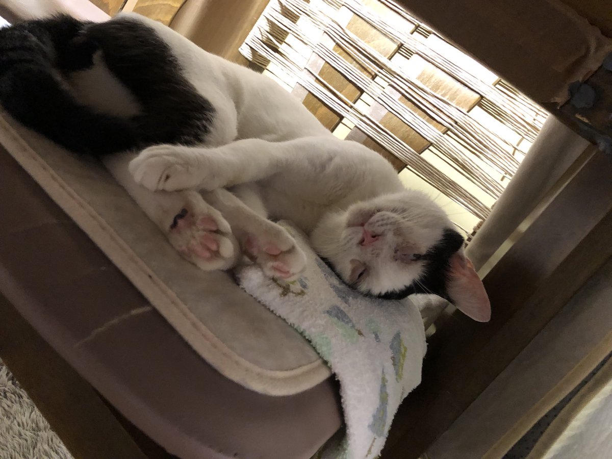 skaii4's tweet photo. #迷子猫 https://t.co/MRlCROpIqS