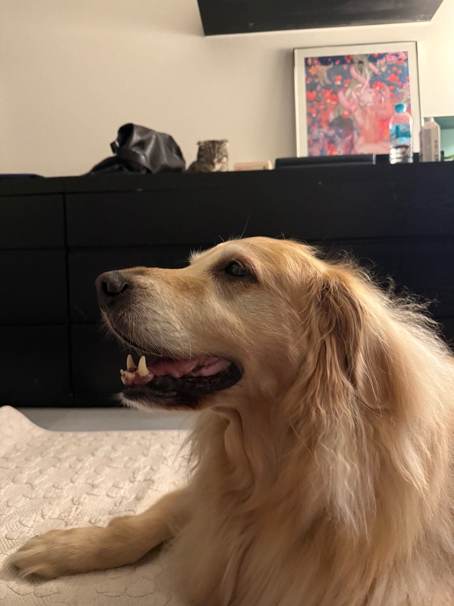 심바와 세번째 산책 이제는 저곳이 심바의 명당 자리 ㅋㅋ 아무말 없이 그냥 지나가면 그냥 가는데 심바 저기 누구있다 하면 올라오는 심바  똑똑혀 ㅋㅋ 아직 심바 두번더 남았드아 ㅎㅎ, image size:900x1200