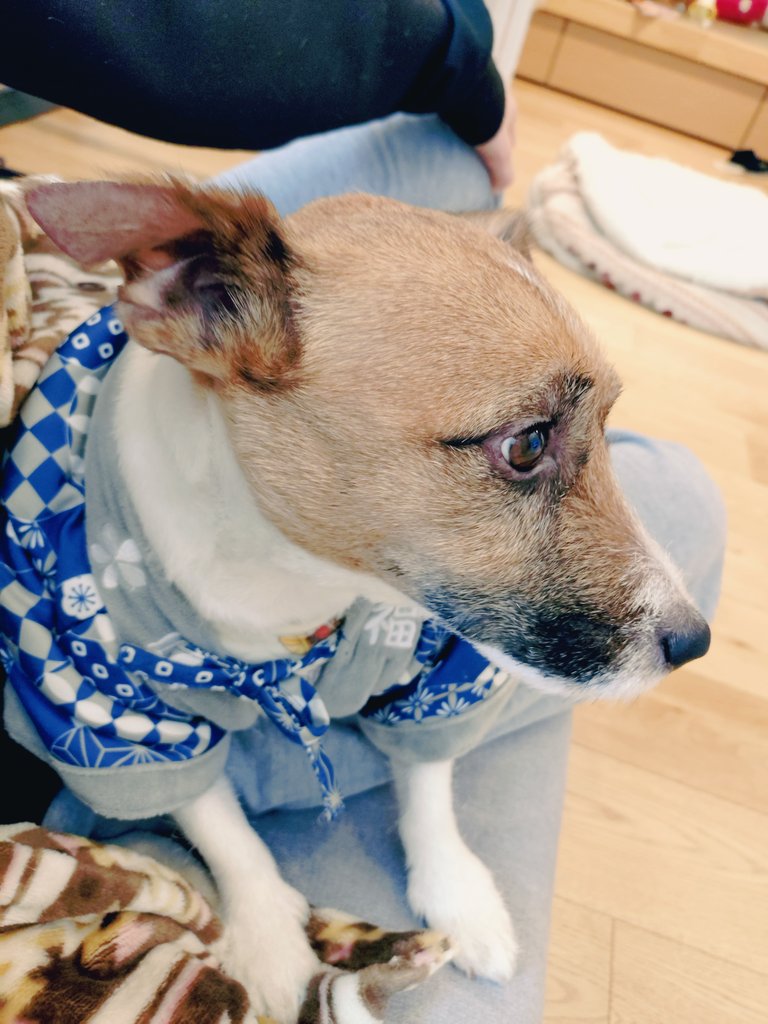 Papillon_JRT's tweet photo. あけましておめでとうございます☀️
去年はいちごが亡くなってすももが新たに家族になって忙しい1年でした。
今年も楽しくわんこ達と過ごしていこうと思います！！ https://t.co/nLnX2seqQ8