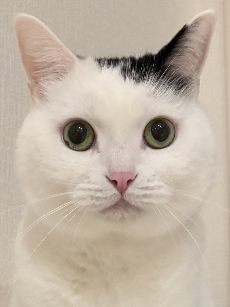 まつもとたける (@takeru0321neko) / Posts / X