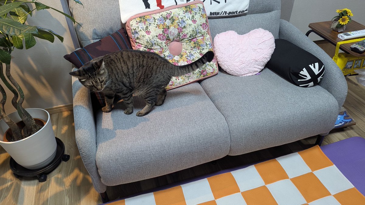 _pori_'s tweet photo. 新春にゃんこ https://t.co/WDi1cgomVT
