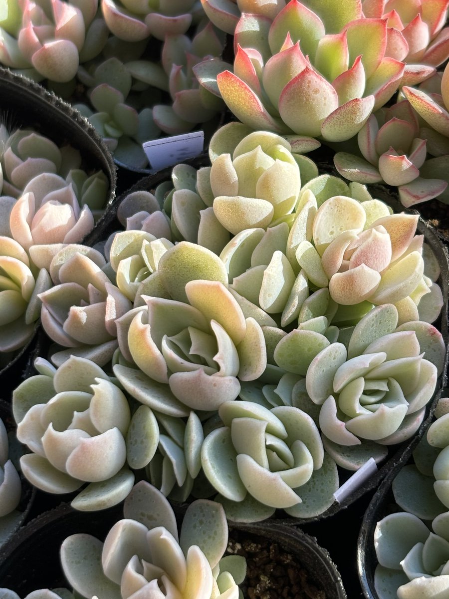 明けましておめでとうございます🎍✨️
今年もよろしくお願いいたします꒰ ´͈ω`͈꒱♥️
穏やかで、優しい1年になりますように✧*｡

AIに画像作って頂きました=͟͟͞͞=͟͟͞͞((   ¨̮)🌱

明日こちらは雪マーク⸜❄️⸝
お正月からあたふたですが、ぼちぼち、ぼちぼち🐾