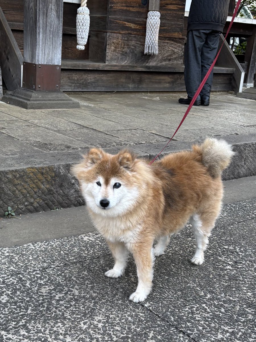 明けましておめでとう御座います🙇‍♀️ 今年も元気で 宜しくお願いし