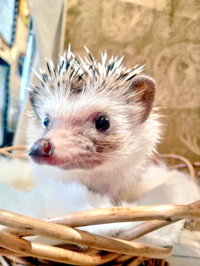 明けましておめでとうございます✨ 1月3日13時〜OPENいたします