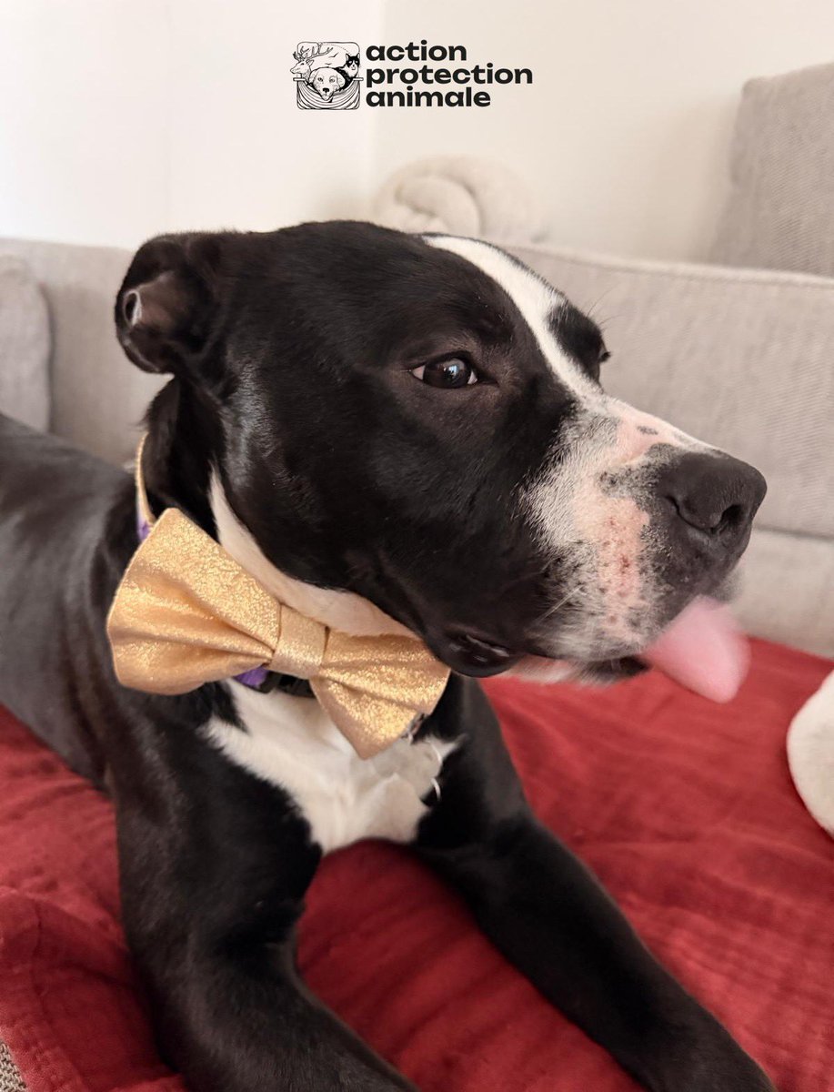 Action Protection Animale tweet media