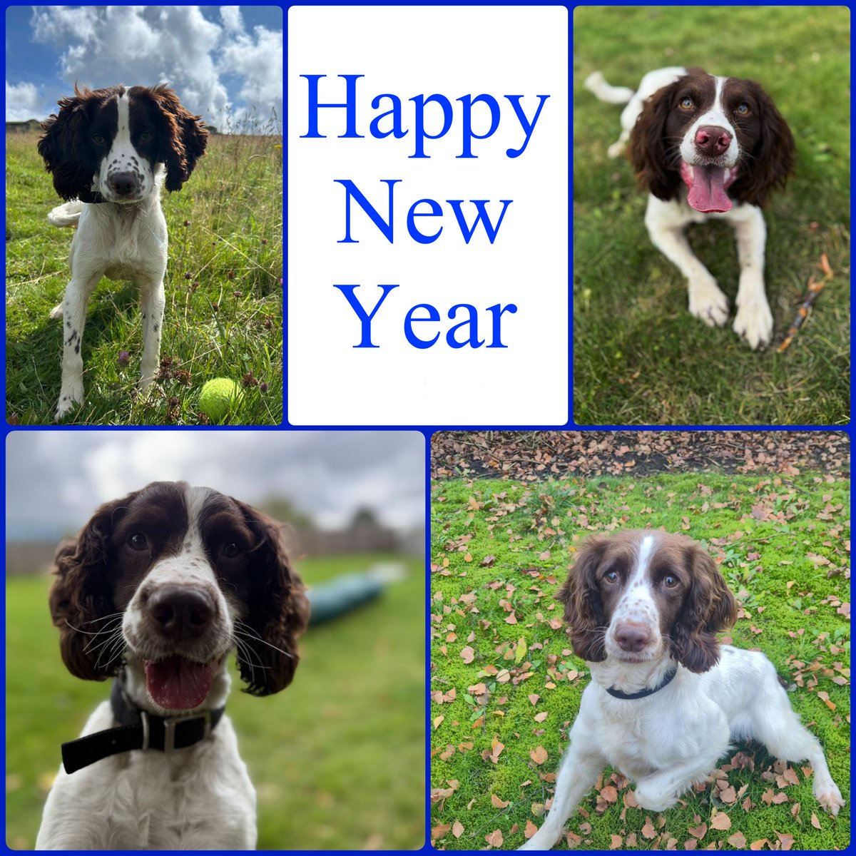 GMP Tactical Dog Unit tweet media