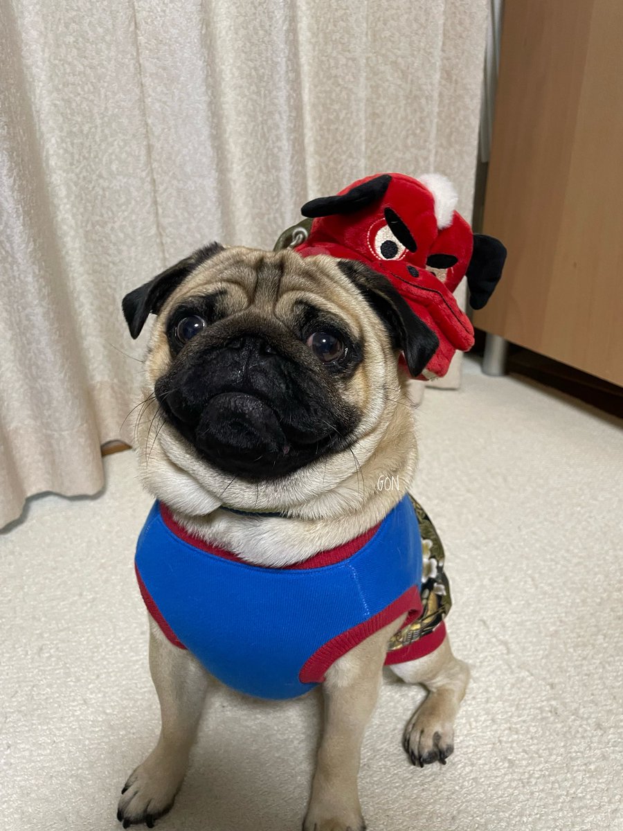 パグ様 2026年も全力で楽しみます😎 今年もよろしくお願いいたします🎍