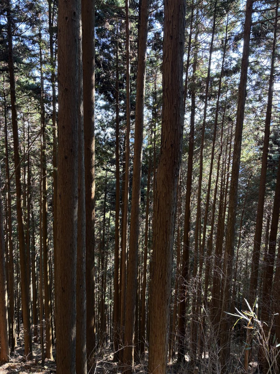 御岳山のぼった⛰️

武蔵御嶽神社で初詣⛩️

HAPPY NEW YEAR✨

#登山を趣味にする