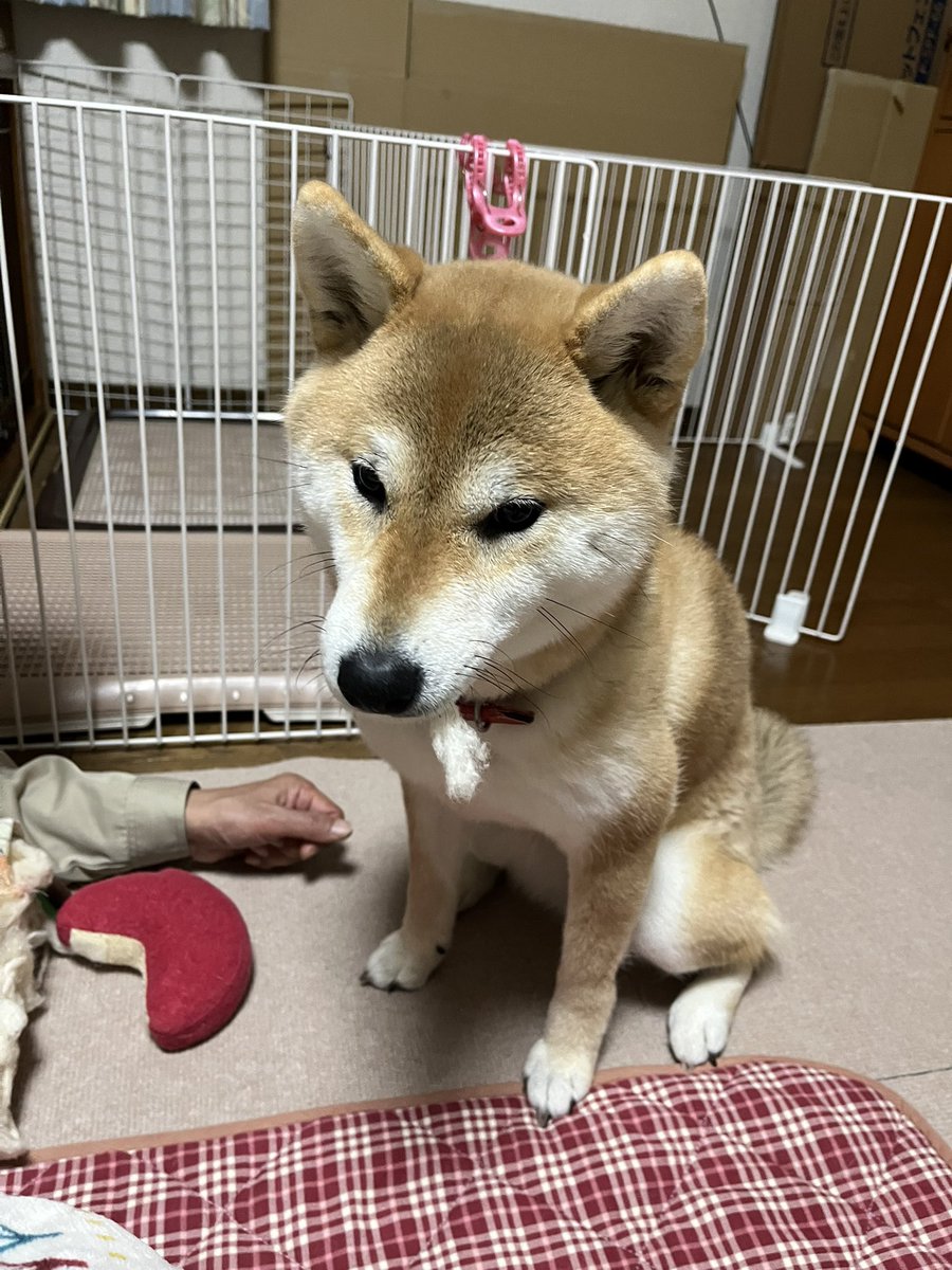 芝犬です。 柴犬.net (@shibainu4812) / Posts / X