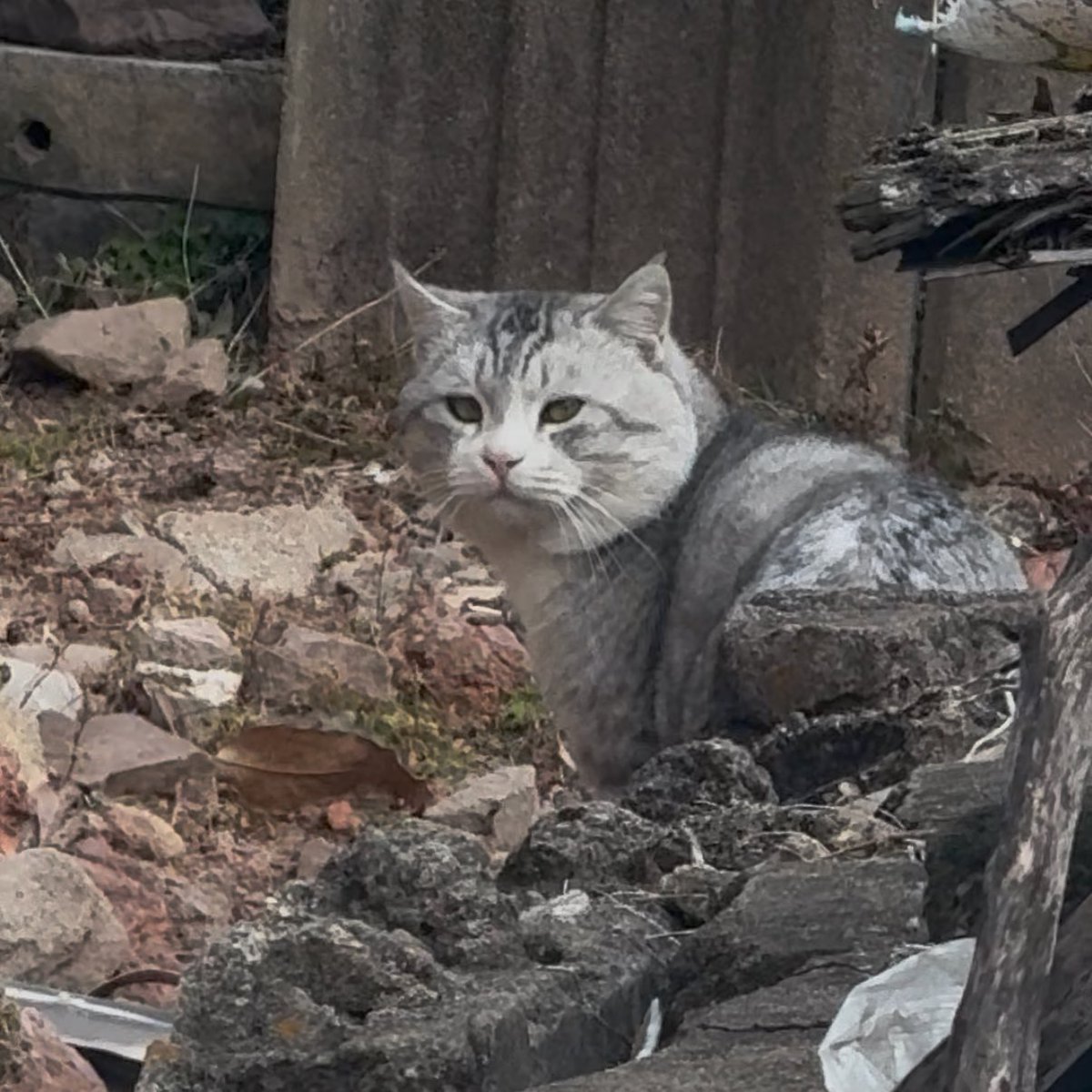 oconih's tweet image. 