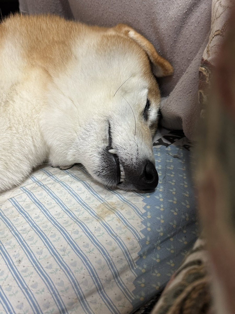 柴犬)むぎちゃん&ぎんちゃん (@shibakenmugi) / Posts / X