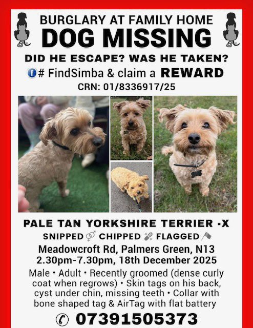 hackneyhive's tweet image. URGENT 🚨 ‼️Simba has been missing since 18 December 2025 from his home at Meadowcroft Road in Palmers Green N13, following a burglary at his owners home. They say each day is like a reoccurring nightmare not knowing where he is. He is an adult Pale Tan Yorkshire Terrier, with a…