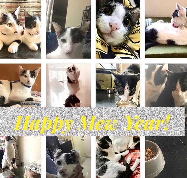 A for Aruna tweet media