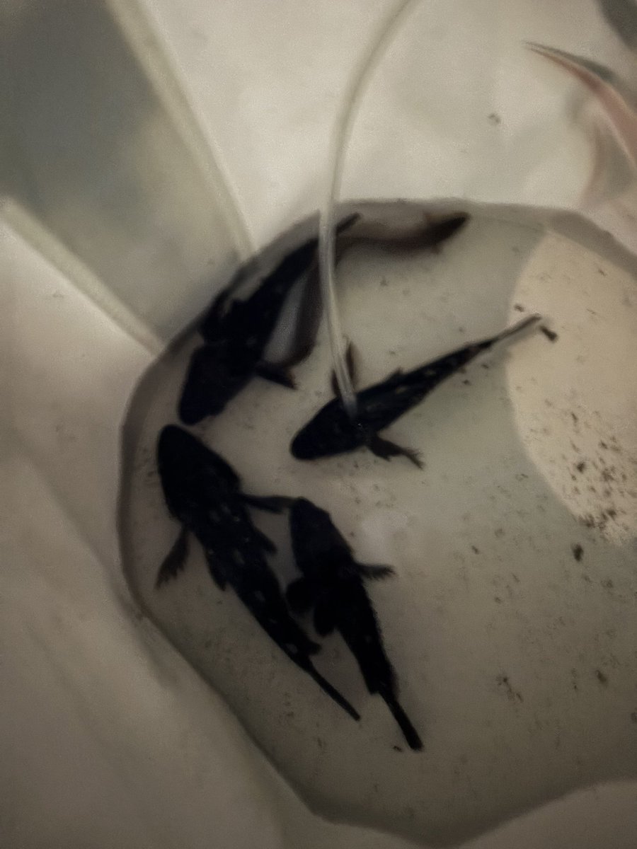 namo_7ki's tweet photo. @angler_present 釣り初めて4ヶ月の
ビキナーアングラー🎣
ですが、、
よければ良き縁に恵まれますように

4000番
こぃいいぃいい https://t.co/SEtf3EVkQV