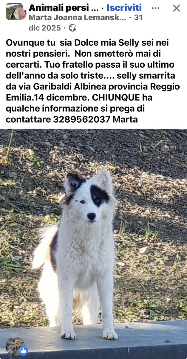 chruggeriTg2's tweet image. Cari amici in #EmiliaRomagna ci aiutate a riportare a casa #Sally? Smarrita da giorni ad #Albinea sotto i contatti della famiglia 3289562037  Grazie e buon anno 🙏