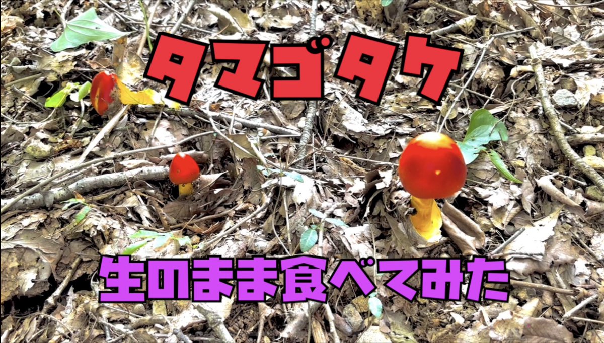 あけましておめでとうございます！今年もどうぞ宜しくお願いいたします。いきなりきのこですが、本業はピアノ🎹ですので。1/11に第一生命ホールでお待ちしております！
youtu.be/nDzlnnvyA0A