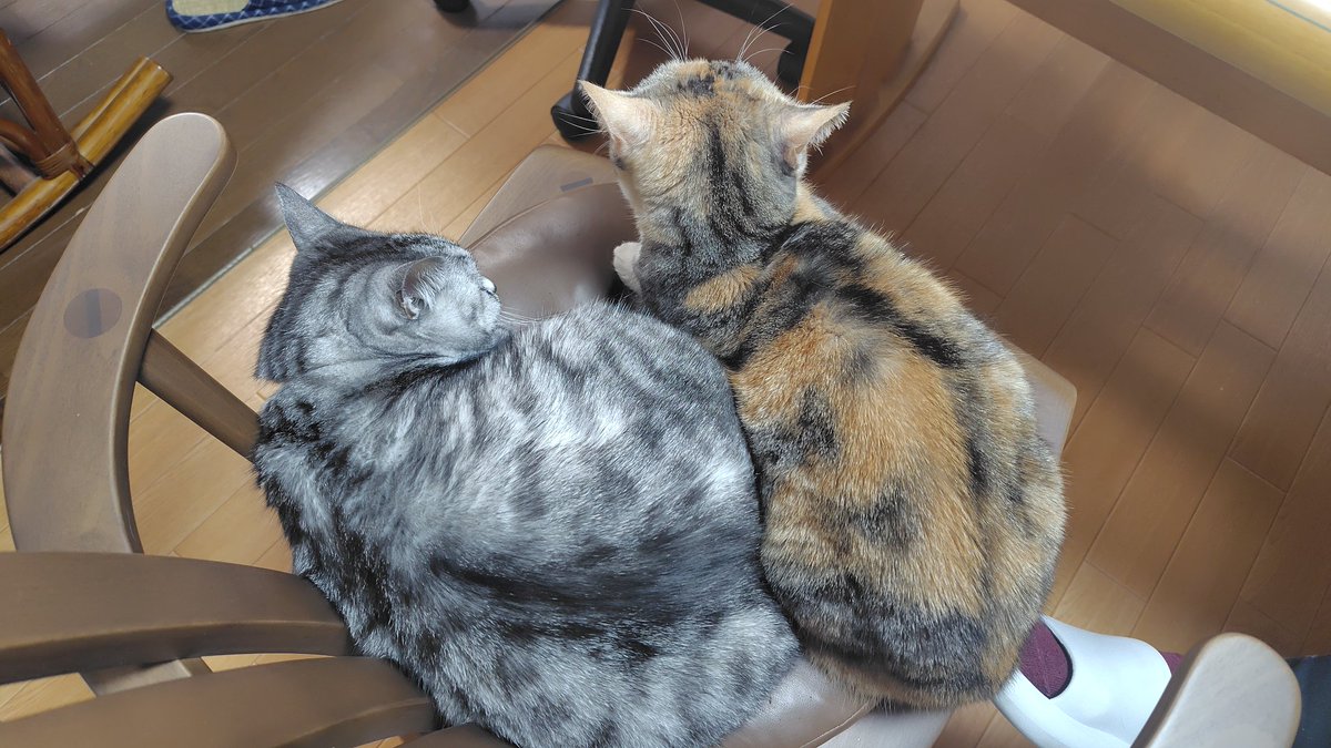 れいちぇる (@reichel0731) / Posts / X