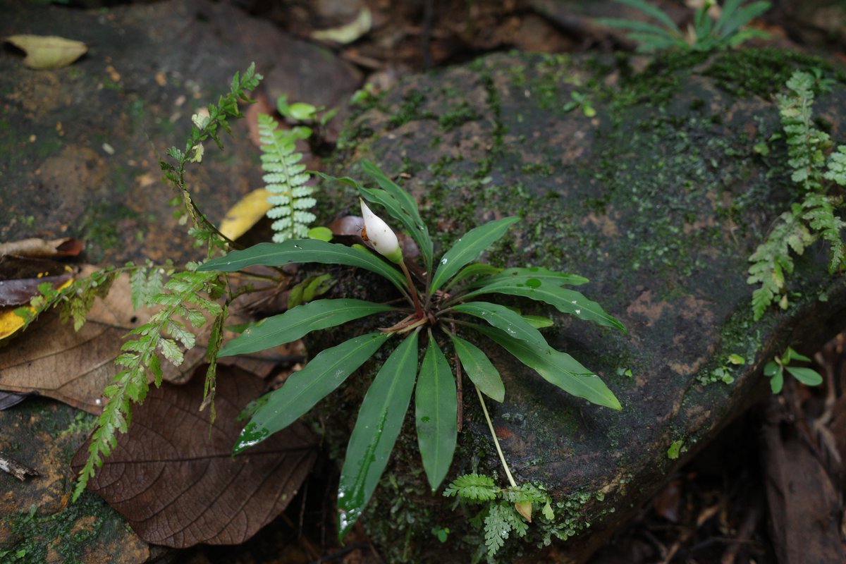 超希少‼️モンステラハリケーン 特選美株❣️ t*p様 超希少