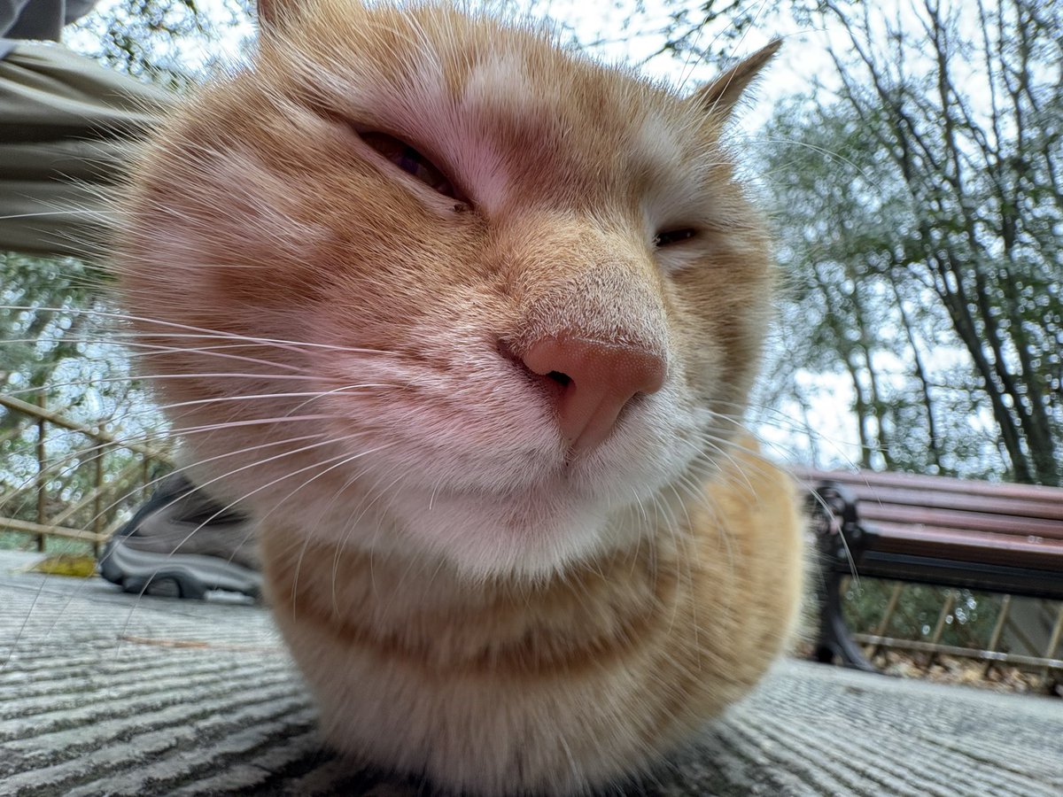 海拔1300➕米上的一只大橘猫，天气十分寒冷所以它正在母鸡蹲，我大胆靠近了它并留下了珍贵的影相。这是人类文明的进步。