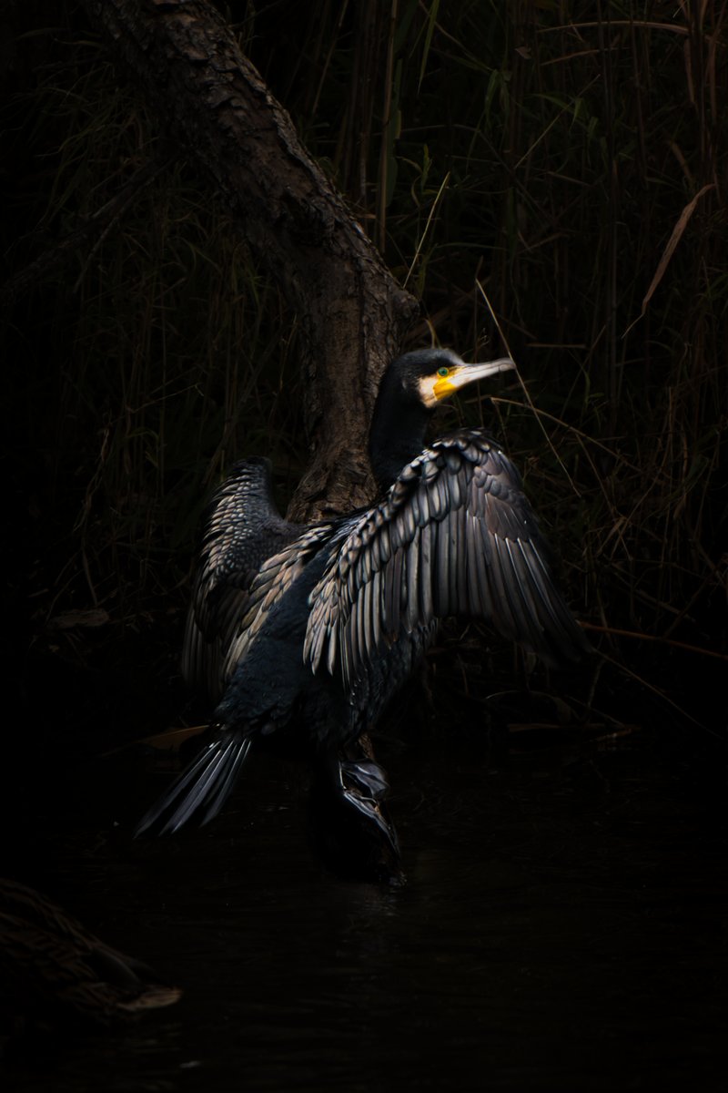 確認(  ᷇࿀ ᷆ و)و画像8枚 メーターでページ数を確認したい DocuCentre-VI C2264 : サポート