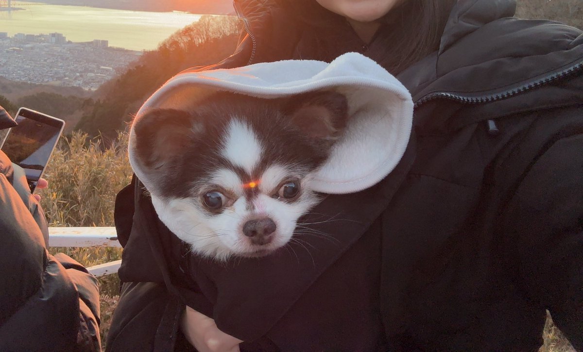 今日の写真見返したら、なぜか愛犬の眉間に初日の出ある🤔 なんで笑？？？

 #チワワのいる暮らし 
 #犬のいる暮らし 
 #初日の出