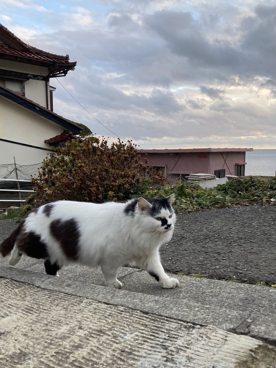 猫田 元日夕方の様子 20号、サビモフ、チョコ、ポンプ置場から来てくれた2匹