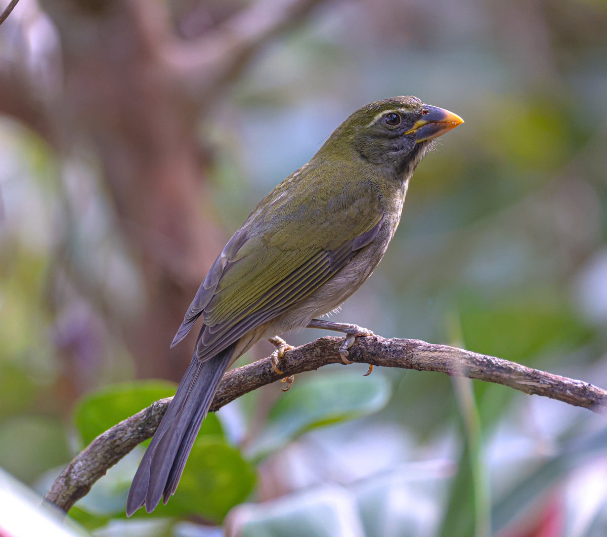 Jeff’s Wildlife Photography tweet media