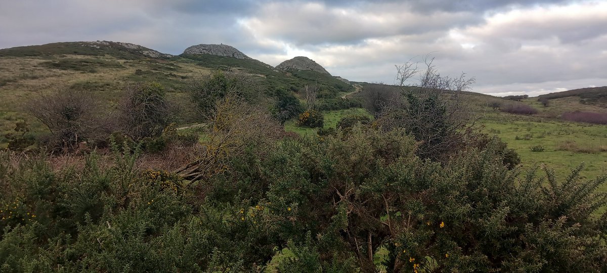 Mayne Walone tweet media