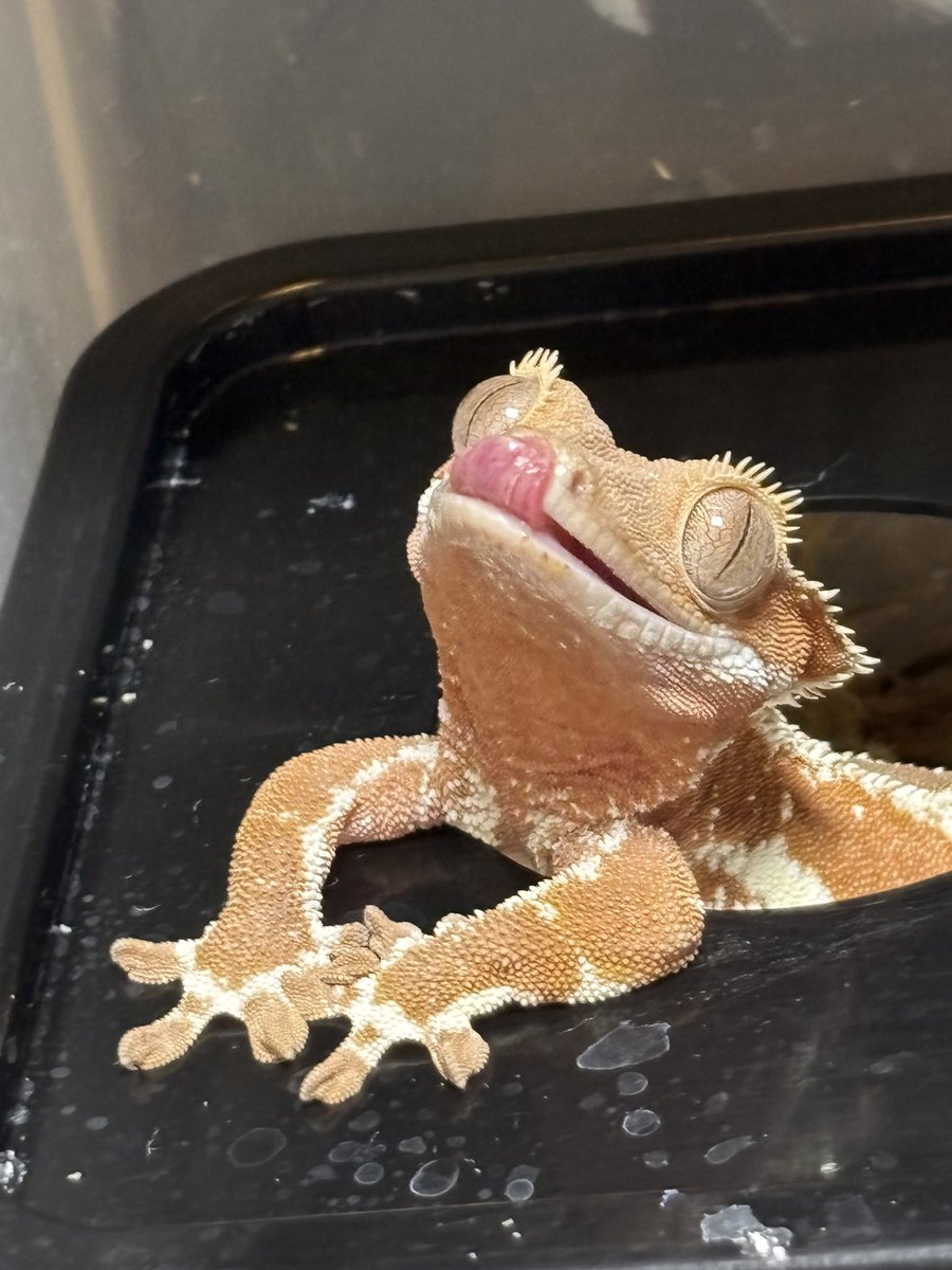 papagipsa's tweet photo. 배고파🤤 밥 주세요 밥!!🍚
#파충류 #트친소 #크레스티드게코 #도마뱀 #crestedgecko #reptile #cuteeeee https://t.co/1FmUFhzYib