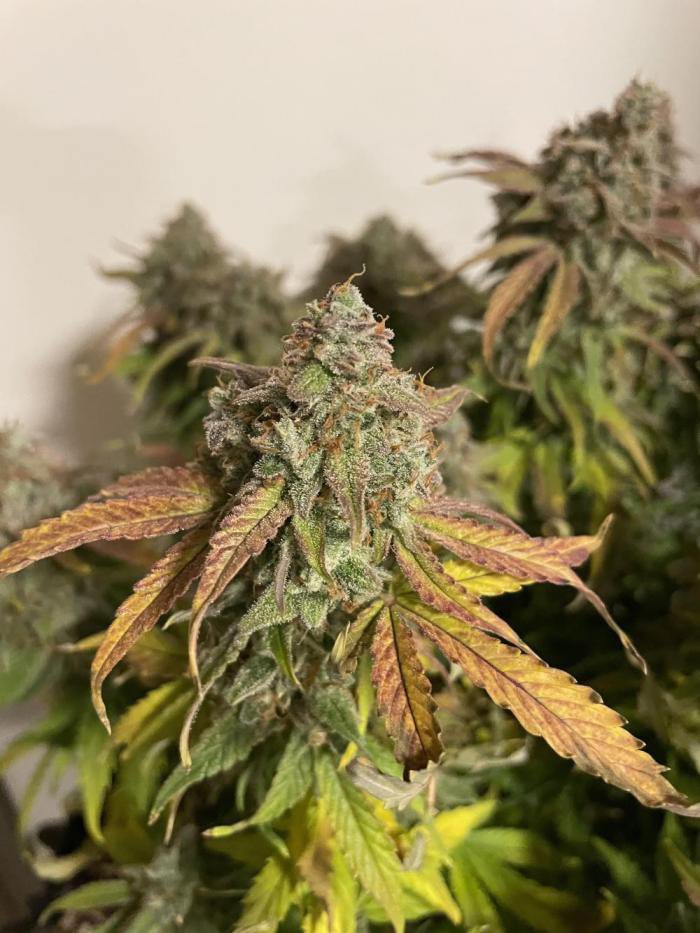 邦尼兔weed_420（大麻/電子煙） tweet media