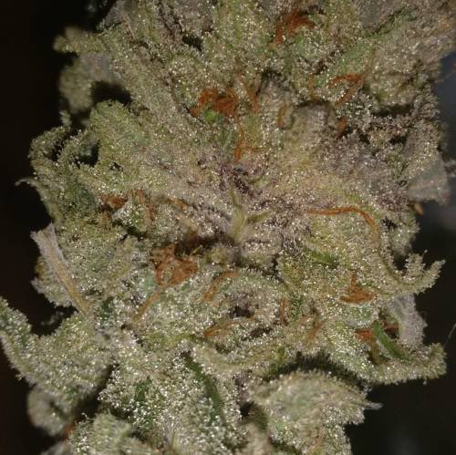 邦尼兔weed_420（大麻/電子煙） tweet media